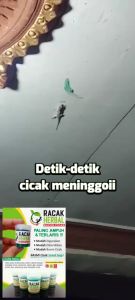 RACAK RACUN CICAK KECOA TOKEK HERBAL RACAK PEMBASMI CICAK ORIGINAL AMPUH