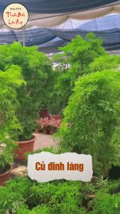 Rễ đinh lăng khô thái lát 500g củ đinh lăng khô thơm sạch - Lãn Ông