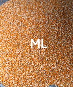 Jagung lokal unggul original pilihan benih jagung 1000 gram