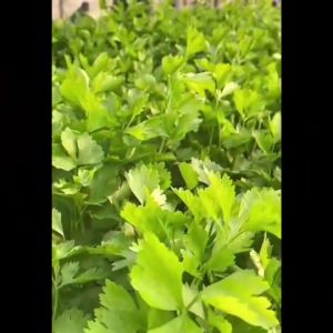 SORNDAENG ผักซอง ศรแดง S040 ข้าวโพดข้าวเหนียวลูกผสม แฟนตาซี 35/สวีทแฟนตาซี F1 East-West Seed Waxy Corn Seeds เมล็ดพันธุ์ผัก ข้าวโพด เมล็ดพันธุ์