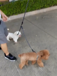Dây dắt nhiều đầu cho Chó Mèo có phản quang (không bao gồm yếm và vòng cổ) - Love Pets Shop
