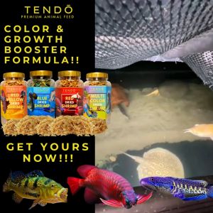 Udang Kering Pakan Makanan Ikan Chana Channa Arwana Tendo 120 gram