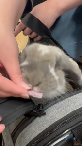 Bark Variety Pack | No Furries Delights | Treats for Rabbits Hamsters Guinea Pigs & Other Small Animals