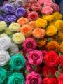โปรยทานดอกกุหลาบโลลิตา 20(ดอก)คละสี. 