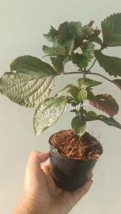 chậu tía tô quá nhiều công dụng -Vườn Minh Khương