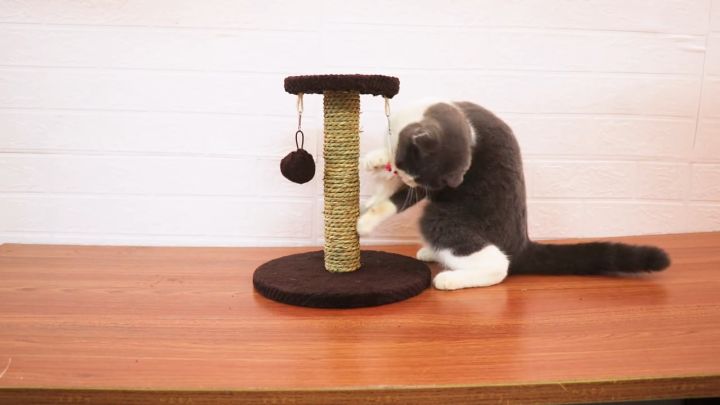 Cakaran Kucing Cat Scratcher Tree Cat Tree Cat Condo Mainan