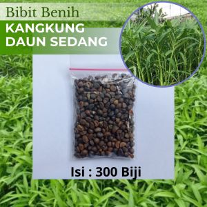 300 Biji Bibit Benih Kangkung Daun Sedang Murah Dari Petani Lokal