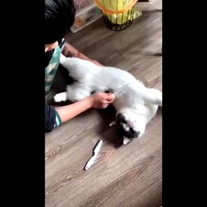 Sisir Kutu Kucing Anjing Dan Telurnya ( Pemium Grooming ) Hewan Serit Logam Gagang Panjang
