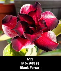Adenium Obesum Bonsai ID 611 Black Ferrari 黑色法拉利 富贵花