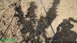 Dây tưới nhỏ giọt điều áp FLOWTAPE 12 x 0.31 x 200 x 1.6L/h (1000 mét/cuộn)