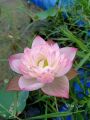 Củ sen Super Lotus. 