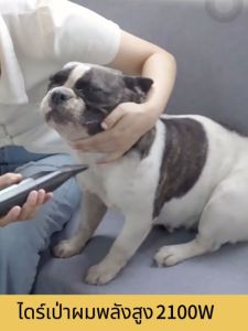 เครื่องเป่าขนสัตว์เลี้ยง 2100w ดูดพลังสูง ลดเสียงรบกวน ลมแรงและแห้งเร็ว ขนแห้งอเนกประสงค์