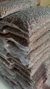 TÚI 500G_HẠT KƠNIA THƠM NGON BÉO NGẬY/ĐẶC SẢN NÚI RỪNG