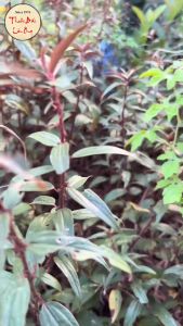 Cây dòi thân tím 100g cây bọ mắm khô trà bọ mắm thơm sạch - Lãn Ông