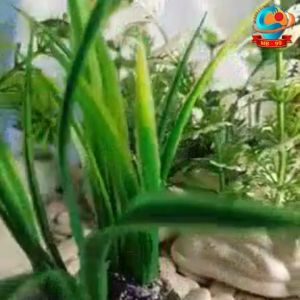 Dekorasi Aquascape Tanaman Plastik: Ornamen & Hiasan Akuarium