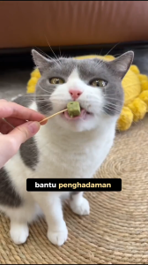 PawmisedLand Catty Munchies – Chicken Catgrass | Functional Series Freeze-Dried Pet Food 125-375g | Relieves Hairballs Supports Fresh Breath | High Protein Makanan Kucing | Healthy Treat & Topper | Natural Ingredients | For Picky Eaters & Daily Gut Care