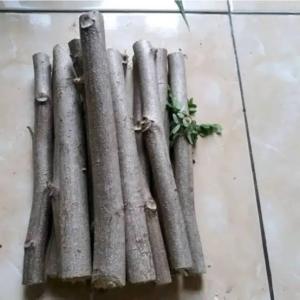 10 bibit stek kelor moringa meronggih 30 cm siap tanam mudah tumbuh sayuran