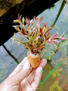 tanaman aquascape tanaman air aromatica per pot