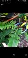 Philodendron Green Serratum aerial rooted cuttings. 