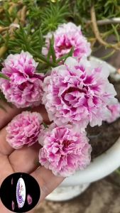 1 Ký Cành Giống Hoa Mười Giờ SONG HỶ Thái Kép Cành Tơ Siêu Khỏe Ra Rễ Sau 3 Ngày 377 Click 24 Giờ