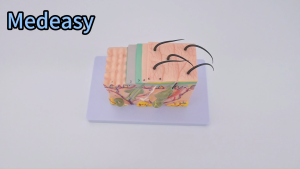 Human Body 35x Skin Magnification Anatomy Model PVC Teaching Educational Model