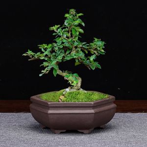 Purple Sand Flower Pot Small Size Boutique Rectangular Hexagonal Household Desk Moss Florals Green Plant Succulent Stone Bay Basin Special Offer