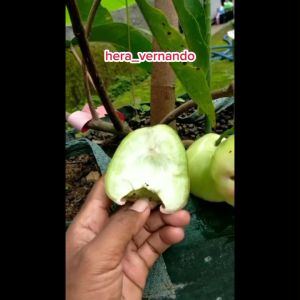 BIBIT JAMBU AIR KIOJOK CEPAT BERBUAH