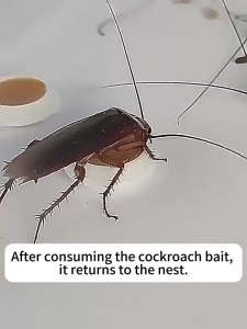 Cockroach bait gel traps with 10-year no cockroaches claim. Blue packaging 12 gel stations fast delivery in Manila.
