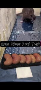 COD [120 x 28cm] Perangkap Tikus Mouse Trap Sticky Rat Glue Trap Strong Mouse Catch Stickers Pelekat Tikus 粘鼠毯强力抓老鼠贴