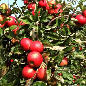 pupuk booster apel 500ml - memperbesar buah - menyuburkan tanaman