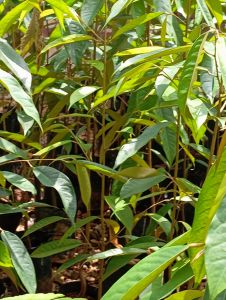 ต้นทุเรียนพื้นเมือง(ทุเรียนบ้าน)ที่ไม่เสียบยอดพร้อมลงแปลงปลูกได้เลย อายุยืนเป็น100ปี สูง50-70ชม.ชุด10แถม1ต้น