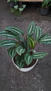 Tanaman Hias Calathea Silver Black