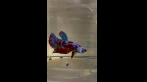 OPTIMUM BETTA MICRO PELLET - 20grams