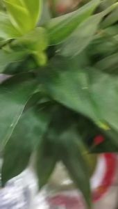 Nhẫn Nam Chạm Chữ Phước Mang Phong Thủy Làm Ăn