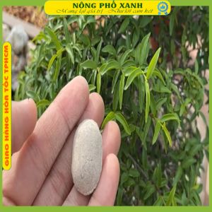 Phân tan chậm quả bàn Nhật Bản Nurseryace NA 12-6-6