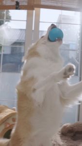 MOMOVIDA ลูกบอลกระโดดอิเล็กทรอนิกส์อัตโนมัติ ลูกบอลไฟฟ้าทนต่อการกัด ช่วยขัดฟัน  ของเล่นสําหรับสัตว์เลี้ยง สุนัข รุ่นDT-1/DT1Pro