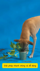 Găng tay tắm khô thú cưng FOFOS Làm sạch lông Dưỡng da kháng khuẩn Không chứa cồn An toàn liếm Tránh bị cảm 8 găng