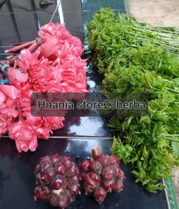 pakis sayur segar