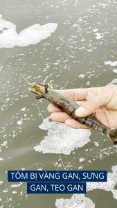 Kháng sinh Thảo Dược Thuôc Gan Tạt Tôm Sản Phẩm OPS Herb Đăc Tri Benh Gan Đường Ruột Tôm Bị Ký Sinh Trùng Đường Ruột Gan - ACTIVE PRO - KHÁNG SINH - Tôm Rớt Đáy Tôm Bỏ Ăn - Nuôi Tôm Thẻ Cá Ếch Lươn Baba - THUỐC THUỶ SẢN MỸ PHƯƠNG