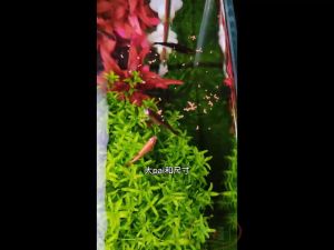 Thức ăn cá tép cảnh tổng hợp chiết lẻ cám dinh dưỡng tăng màu đề kháng cho cá tép cảnh store