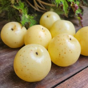 Replika buah pir/dummy buah pir/hiasan/dekorasi/pajangan