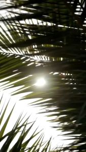 Gel Tắm Dưỡng Da Evoluderm Pháp 500ml Tinh Chất Monoï à la Folie Hoa Sứ Tinh Tế Giúp Dưỡng Ẩm Và Làm Mềm Da