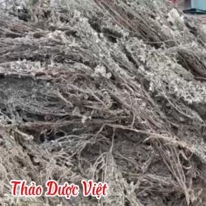 1kg Cây Cải Trời Khô Sạch Tốt Cho Người Bướu Cổ