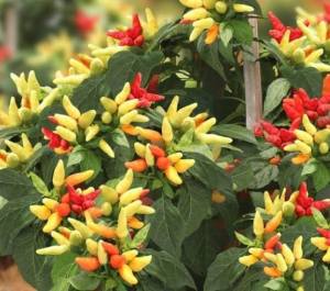 BIJI/BENIH CABE RAWIT PRENTUL KLASTER