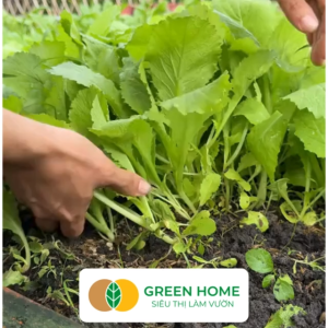 Hạt Giống Rau Cải Ăn Non Greenhome Gói 20g~1000 hạt Dễ Trồng Quanh Năm Nảy Mầm Cao Thu Hoạch Nhanh Năng Suất Cao R05