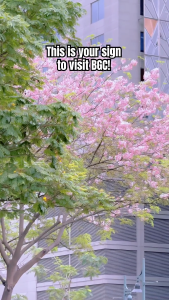 BUY 2 TAKE 1! Cherry Blossom Palawan Cherry LIVE Seedling 1-2ft Tall live and healthy