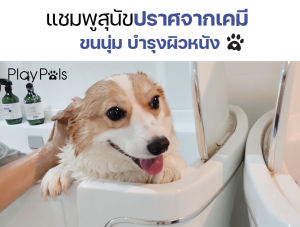 Playpals สเปรย์รักกากุลแห้ง สเปรย์ขนนูม สเปรย์บำรุงขนสูง สารสกัดมือกันจากธรรมชาติ สูตรธรรมดา สุขสิ่งที่มีผลกระทบสูง