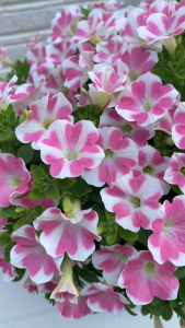 Biji PETUNIA HEART (isi-7) Import Biji Bibit Bunga