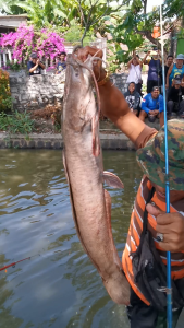 XI ESSEN & XI UMPAN Paket Mancing Kombo 100ml + 1000 Butir – Essen Konsentrat Cacing Merah & Umpan Aroma Daging | Anti Boncos Gacor untuk Ikan Mas Bawal Patin