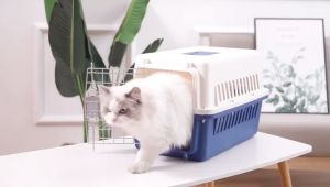 WITH FREEBIE Pet Cage Portable Outing Travel PP Material Air Transport Suitcase Airline Approved Pet Box Transportation